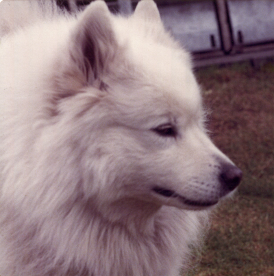 snowy in profile (orig).JPG