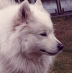 snowy in profile (orig).JPG